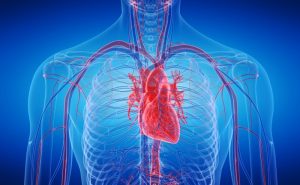 heart 3D illustration